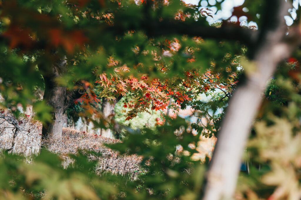 木々の隙間から見える紅葉