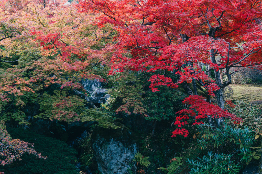 キレイなコントラストの紅葉