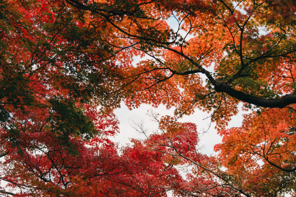 空を覆ういろんな状態の紅葉の葉