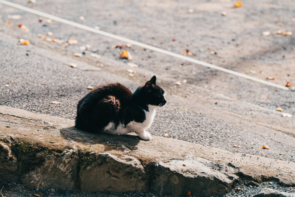 奥氷川神社の猫