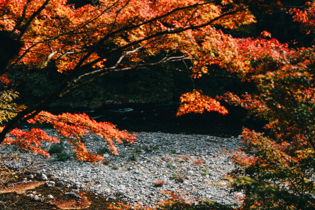 多摩川沿いの紅葉