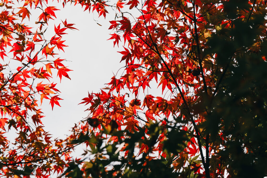 光に透ける紅葉