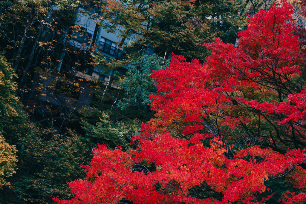 斜めになってしまった紅葉の構図