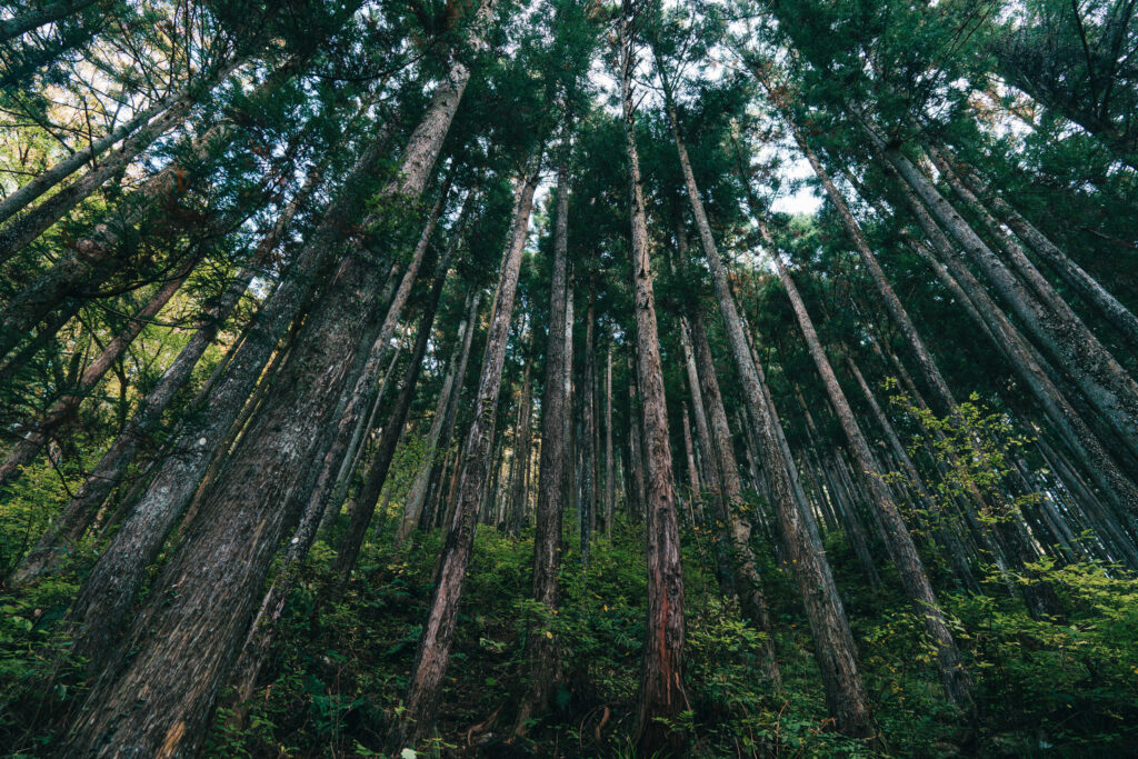 鬱蒼と生い茂る木々