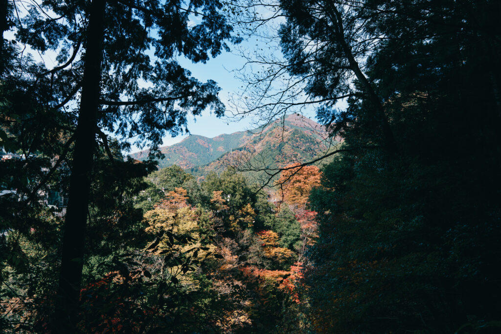 木々の奥に見える紅葉