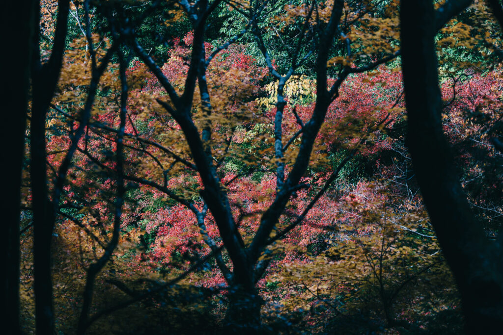 木々の隙間から覗く紅葉