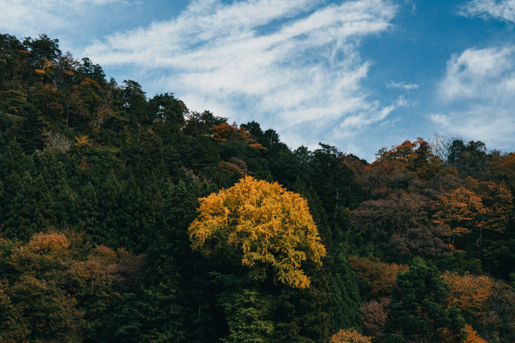 青空とイチョウ