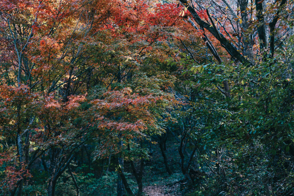 色が移る紅葉
