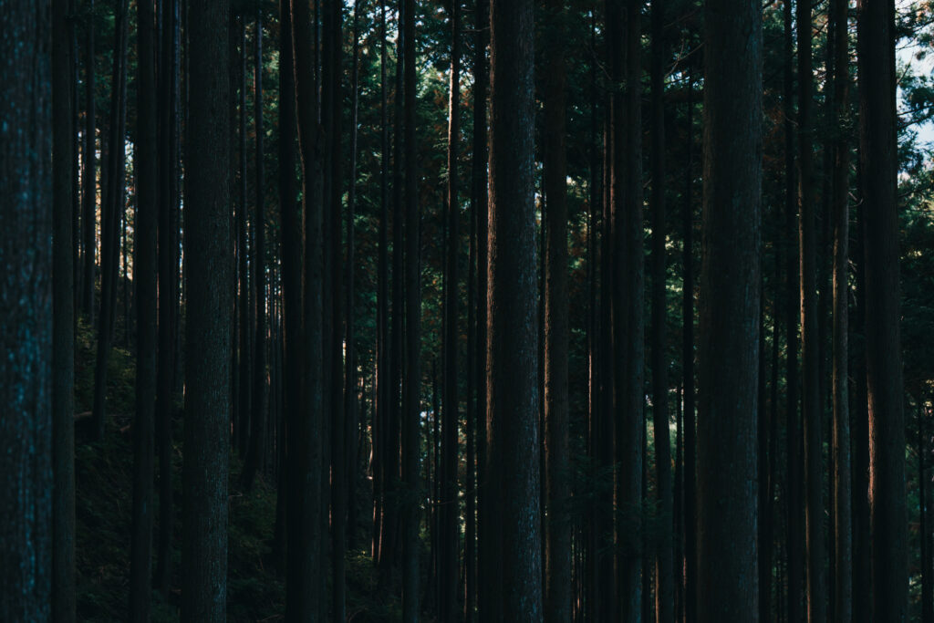 杉林に差し込む陽の光