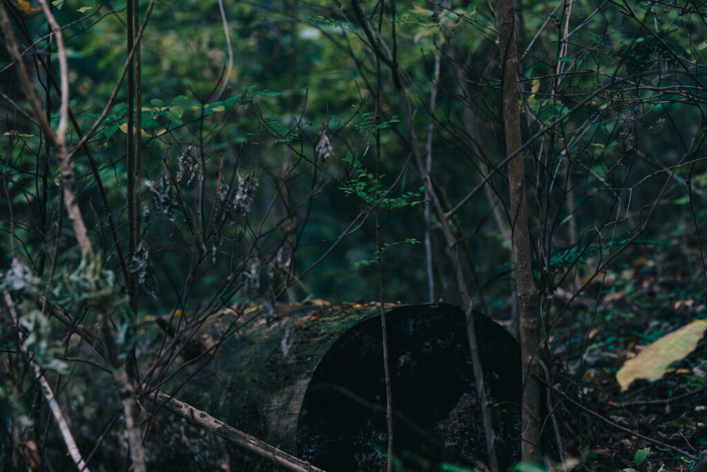 倒れた大木と生い茂る草木