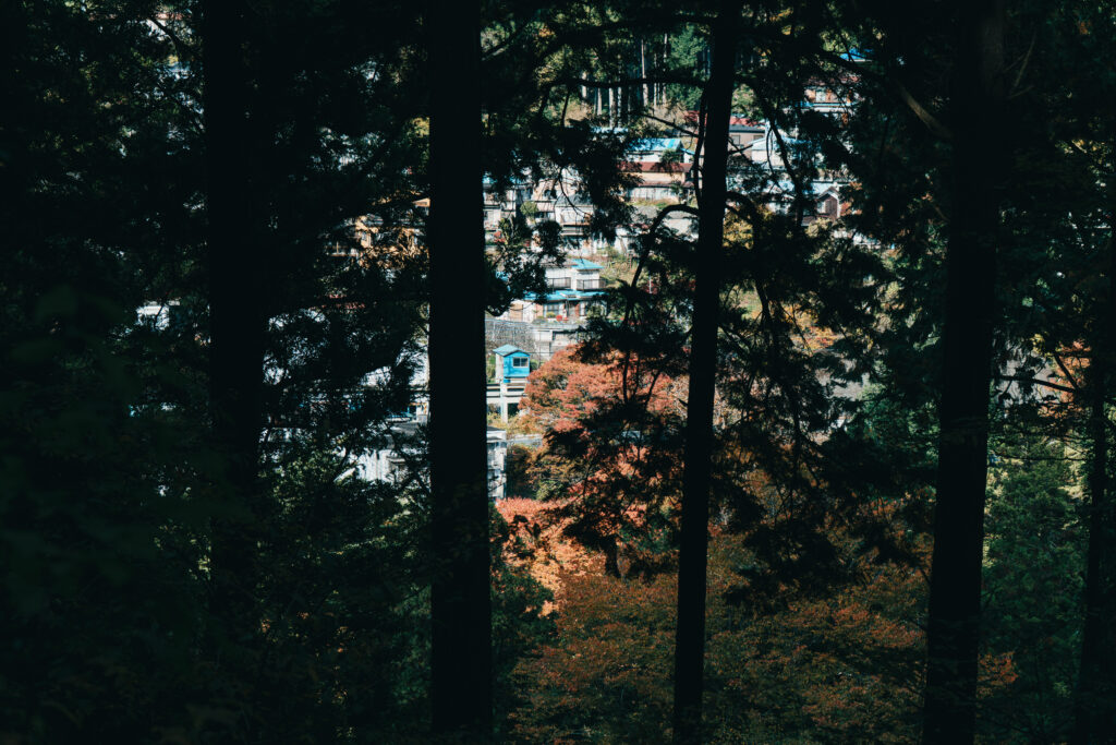 木々の奥に見える紅葉