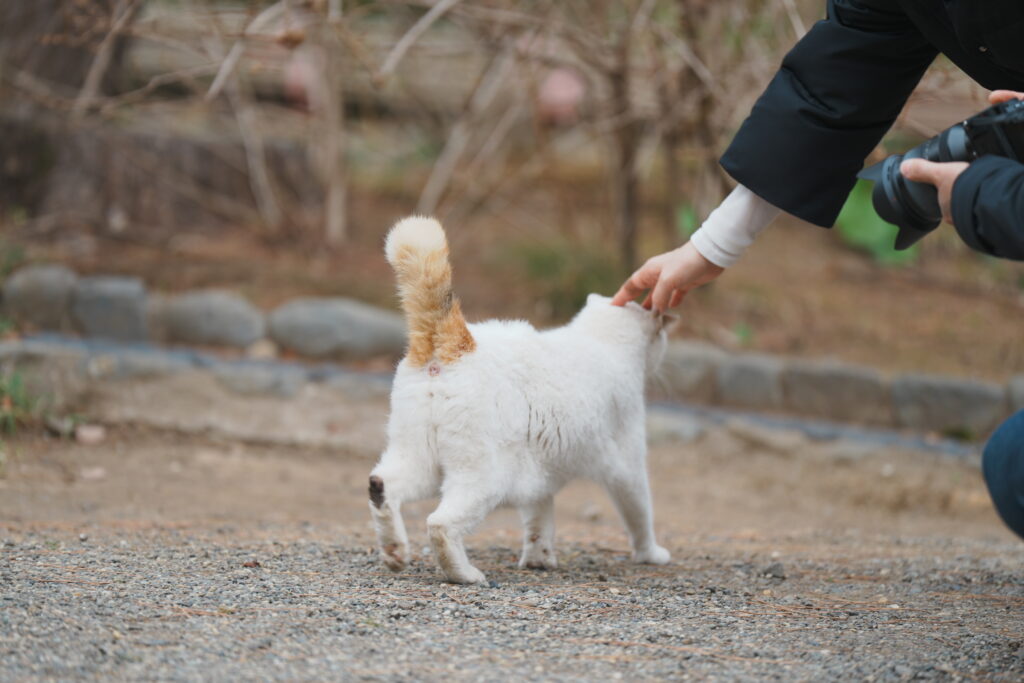 三渓園の野良猫