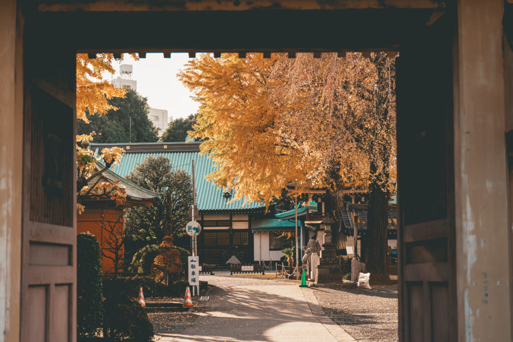 正覚寺のイチョウ