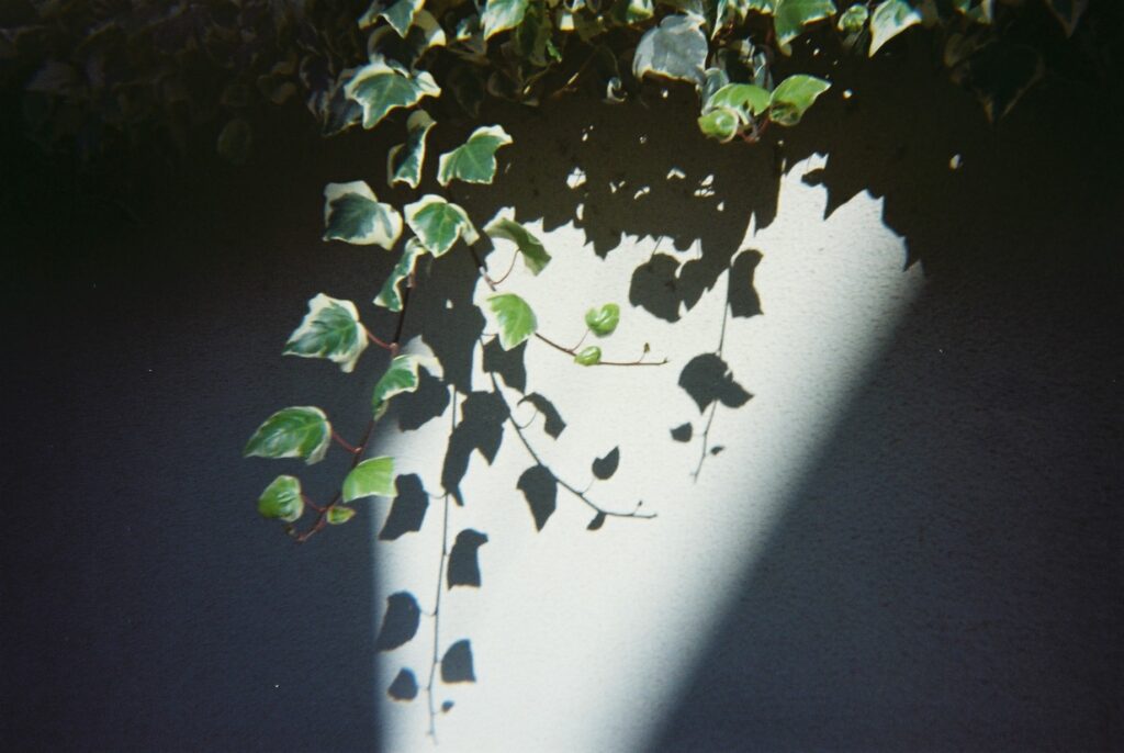 葉の影